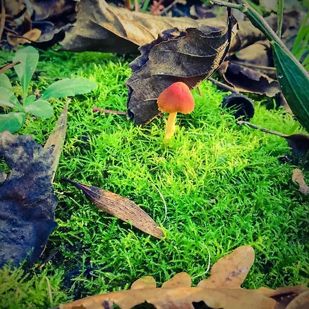 Golden Stone Retreat