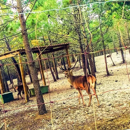 아파트 Golden Stone Retreat